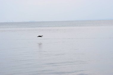 Büyük bir karabatak kanatlarını denizin üzerinde çırparak yayar. Tüylü ayrıntılar ve uçuş hareketi yakın plan vurgulandı.