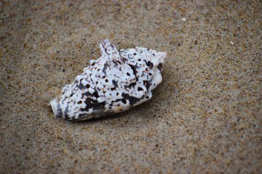 Fotoğraf bir deniz kabuğunu gösteriyor, deniz salyangozu gibi yumuşakçaların vücudunu kaplayan dış koruyucu bir iskelet, sahil doğasının güzelliğini vurguluyor..