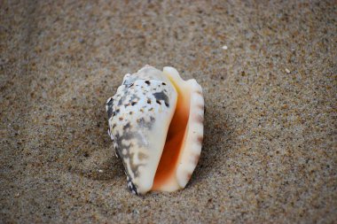 Fotoğraf bir deniz kabuğunu gösteriyor, deniz salyangozu gibi yumuşakçaların vücudunu kaplayan dış koruyucu bir iskelet, sahil doğasının güzelliğini vurguluyor..
