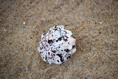 Fotoğraf bir deniz kabuğunu gösteriyor, deniz salyangozu gibi yumuşakçaların vücudunu kaplayan dış koruyucu bir iskelet, sahil doğasının güzelliğini vurguluyor..