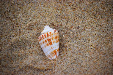 Fotoğraf, kumların üzerinde bulunan bir deniz kabuğunu gösteriyor. Yumuşak gövdesini koruyan bir yumuşakçanın dış kabuğu kıyı atmosferini çağrıştırıyor..
