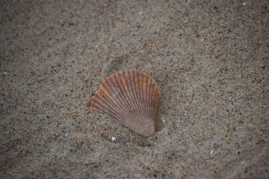 Fotoğrafta kumsalda kumların üzerinde deniz tarağı kabuğu var. Sahil ve yaz tatili atmosferini çağrıştırıyor..