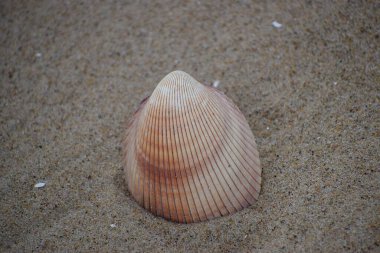 Fotoğrafta kumsalda kumların üzerinde deniz tarağı kabuğu var. Sahil ve yaz tatili atmosferini çağrıştırıyor..