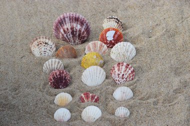 Fotoğrafta, muhtemelen Atlantik Calico Scallops 'a benzeyen deniz tarağı kabukları kumun üzerine yerleştirilmiş, kıyı doğasının güzelliğini ve deniz yumuşakçalarının çeşitliliğini vurguluyor..