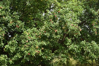 Olgun elmalı meyveli bir elma ağacının yakın çekimi. Doğa, meyve bahçesi, sonbahar, bahçe ve hasat temalı projeler için mükemmel..