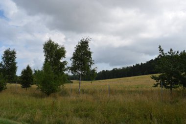 Swiece 'deki kırsal laPicturesque kırsal arazisi: ön planda bir tarla ve arka planda yoğun bir orman. Sakin bir atmosfer ve doğanın ahengi. Ufukta orman ve tarla var.
