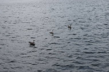 Fotoğrafta, deniz suyunda sakince yüzen dört martı görülüyor. Doğal bir deniz havası yaratıyor..