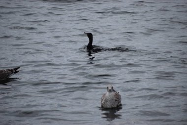 Fotoğrafta bir karabatak ve iki gümüş martı açık deniz suyunda yüzüp dalarak doğal ve dinamik bir vahşi yaşam sahnesi yaratıyor..