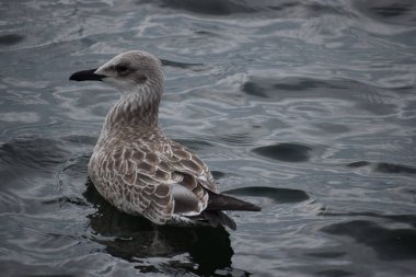 Açık deniz suyunda sakince yüzen martı balığının yakın çekimi. Vahşi yaşam ve kıyı kuşlarıyla doğal deniz manzarası.