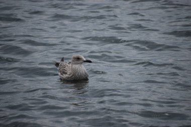 Açık deniz suyunda sakince yüzen martı balığının yakın çekimi. Vahşi yaşam ve kıyı kuşlarıyla doğal deniz manzarası.
