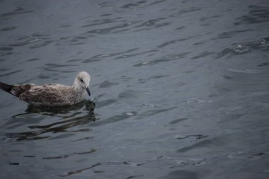 Açık deniz suyunda sakince yüzen martı balığının yakın çekimi. Vahşi yaşam ve kıyı kuşlarıyla doğal deniz manzarası.