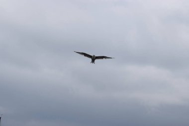 Bulutlu bir gökyüzünün altında uçan bir martı, kuşla doğal bir deniz manzarası yaratıyor.