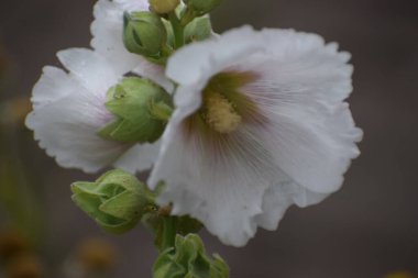 Hollyhock ya da fotoğrafta gülhatmi çiçekleri de gösteriliyor. Bahçede büyüyen ve çiçek açan bir bahçede canlı bir çiçek bahçesi yaratıyor.