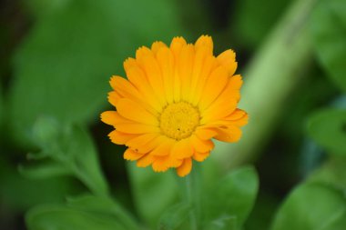 Fotoğraf, Calendula officinalis olarak bilinen tıbbi kadife çiçeklerini gösteriyor. Bahçede yetişiyor ve canlı bir dekoratif sahne yaratıyor.