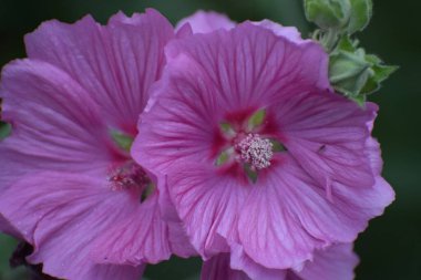 Fotoğrafta, bahçede yetişen pembe gülgülhatmi çiçekleri de gösteriliyor ve canlı bir çiçek sahnesi oluşturuyor.
