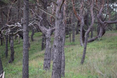 Fotoğraf, ağaç dalları ve çimenli çalılıkları olan bir çam ormanını gösteriyor. Doğal orman sahnesi sakin bir atmosfer yaratır.