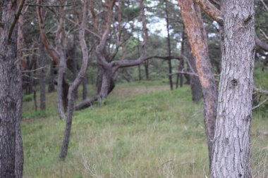 Fotoğraf, ağaç dalları ve çimenli çalılıkları olan bir çam ormanını gösteriyor. Doğal orman sahnesi sakin bir atmosfer yaratır.