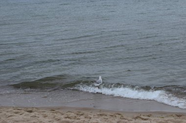 Fotoğraf deniz dalgalarıyla yıkanmış kumlu bir sahili gösteriyor. Su ve kumlu doğal kıyı manzarası