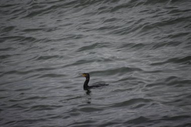 Fotoğrafta bir karabatağın balık avlamak için suya daldığı görülüyor. Vahşi yaşam ve sahil manzarası yakın çekim