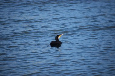 Fotoğraf, denizde yüzen siyah bir kuğuyu gösteriyor. Kuş sakin ve uyumlu bir doğal sahne yaratır.