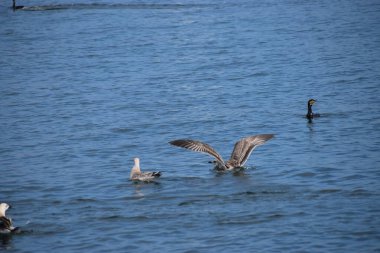 Fotoğrafta, suda yüzen ve muhtemelen avlanan ya da dinlenen martıları gösteriyor. Doğal ve sakin bir sahne yaratır.