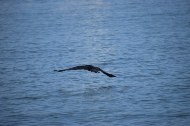 Fotoğrafta bir karabatak, kanatları gökyüzüne doğru yayılmış bir su kütlesinin üzerinde uçuyor..