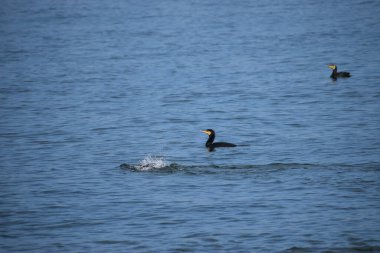 Fotoğraf deniz suyunda birlikte yüzen üç siyah karabatağı gösteriyor..