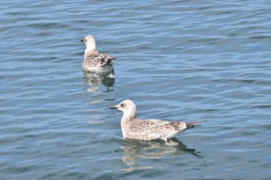 Fotoğrafta açık mavi gökyüzüne doğru uçan gümüş bir martı görülüyor. Kuş kanatlarını açar ve dinamik bir doğa sahnesi yaratır.