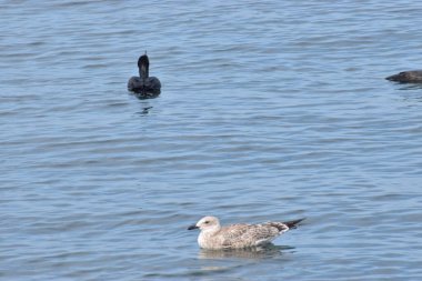 Fotoğrafta martı, martı ve karabatak deniz suyunda yüzüyor. Vahşi deniz kuşları kıyı hayvanlarına özgü.