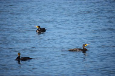 Fotoğraf deniz suyunda birlikte yüzen üç siyah karabatağı gösteriyor..