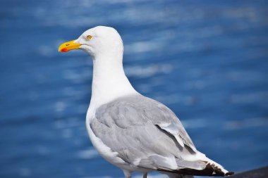 Detaylı tüyleri ve gagası olan benekli bir martının yakın plan portresi bulanık doğal arka planda izole edilmiş..
