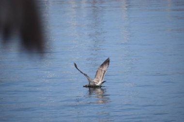 Doğal su kuşunun güzel manzarası