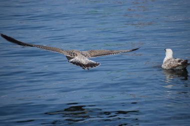 Suyun üstünde uçan bir martıya yaklaşın. Kuş kanatlarıyla yüzeye doğru süzülür..