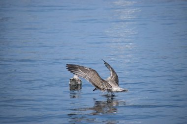 Suyun üstünde uçan bir martıya yaklaşın. Kuş kanatlarıyla yüzeye doğru süzülür..