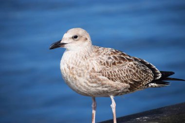 Gümüş bir martının yakın plan fotoğrafı. Tüylerin, gagaların ve gözlerin ayrıntıları doğal bir arka planda açıkça görülebilir..
