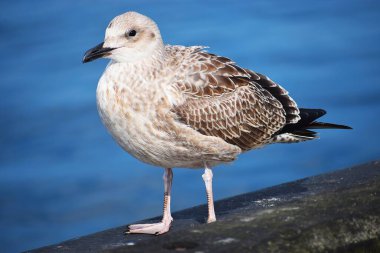 Gümüş bir martının yakın plan fotoğrafı. Tüylerin, gagaların ve gözlerin ayrıntıları doğal bir arka planda açıkça görülebilir..