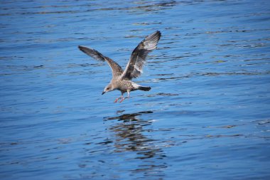 Suyun üstünde uçan bir martıya yaklaşın. Kuş kanatlarıyla yüzeye doğru süzülür..