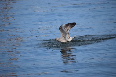 Suyun üstünde uçan bir martıya yaklaşın. Kuş kanatlarıyla yüzeye doğru süzülür..