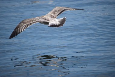 Suyun üstünde uçan bir martıya yaklaşın. Kuş kanatlarıyla yüzeye doğru süzülür..