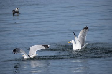 Suya inerken yakalanan iki gümüş martı. Kuşlar deniz yüzeyine dokunur ve dinamik sıçramalar yaratır..