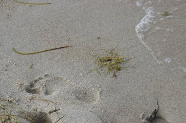 Islak deniz kumlarında insan ayak izleri, sakinliği çağrıştıran doğal bir sahne ve sahilde bir insanın varlığı..