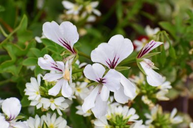 Beyaz çiçeklerini ve dekoratif yeşil yapraklarını renklendiren pelargonium F1 Tornado 'nun yakın çekimi.