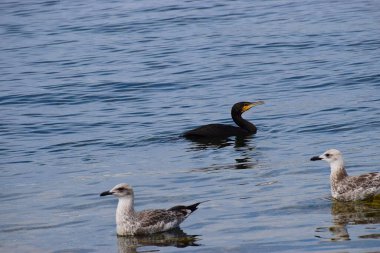 Fotoğraf, yumuşak ışık altında sakin deniz suyunda yüzen bir karabatak ve iki gümüş martıyı gösteriyor. Görüntü, doğal çevreyi ve sakin deniz atmosferini yakalıyor..