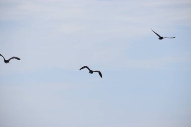 Bulutlu bir gökyüzünde uçan dört martı. Uçan deniz kuşlarının güzelliğini gösteren doğal bir manzara..