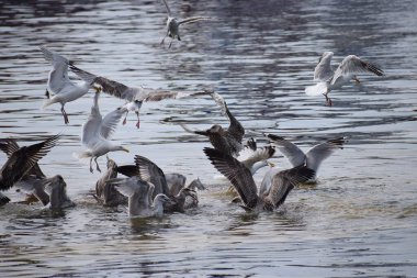 Görüntü, Silver Gulls 'un Hel limanının kıyısında havada süzüldüğünü ve sakin ve deniz atmosferi yarattığını gösteriyor..
