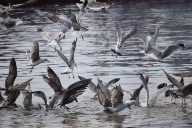 Görüntü, Silver Gulls 'un Hel limanının kıyısında havada süzüldüğünü ve sakin ve deniz atmosferi yarattığını gösteriyor..