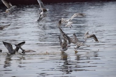 Görüntü, Silver Gulls 'un Hel limanının kıyısında havada süzüldüğünü ve sakin ve deniz atmosferi yarattığını gösteriyor..