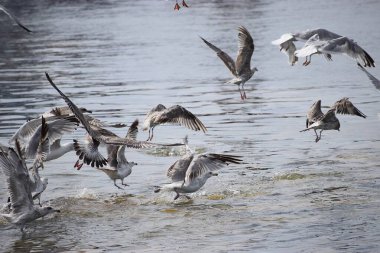 Görüntü, Silver Gulls 'un Hel limanının kıyısında havada süzüldüğünü ve sakin ve deniz atmosferi yarattığını gösteriyor..