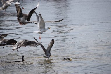 Görüntü, Silver Gulls 'un Hel limanının kıyısında havada süzüldüğünü ve sakin ve deniz atmosferi yarattığını gösteriyor..