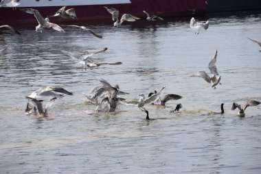 Görüntü, Silver Gulls 'un Hel limanının kıyısında havada süzüldüğünü ve sakin ve deniz atmosferi yarattığını gösteriyor..